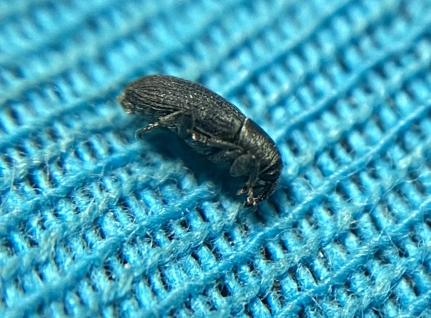 Mecinus pyraster - szélesnyakú útifűormányos