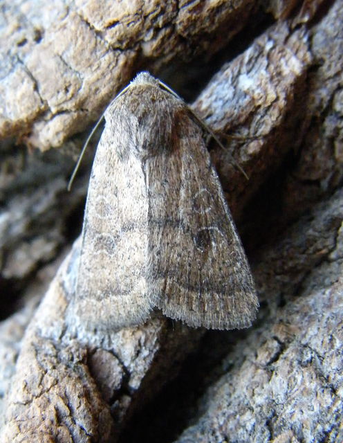 Hoplodrina octogenaria - barna selymesbagoly