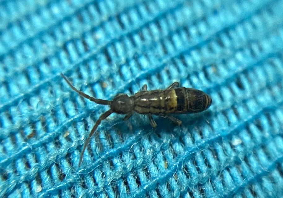 Orchesella cincta
