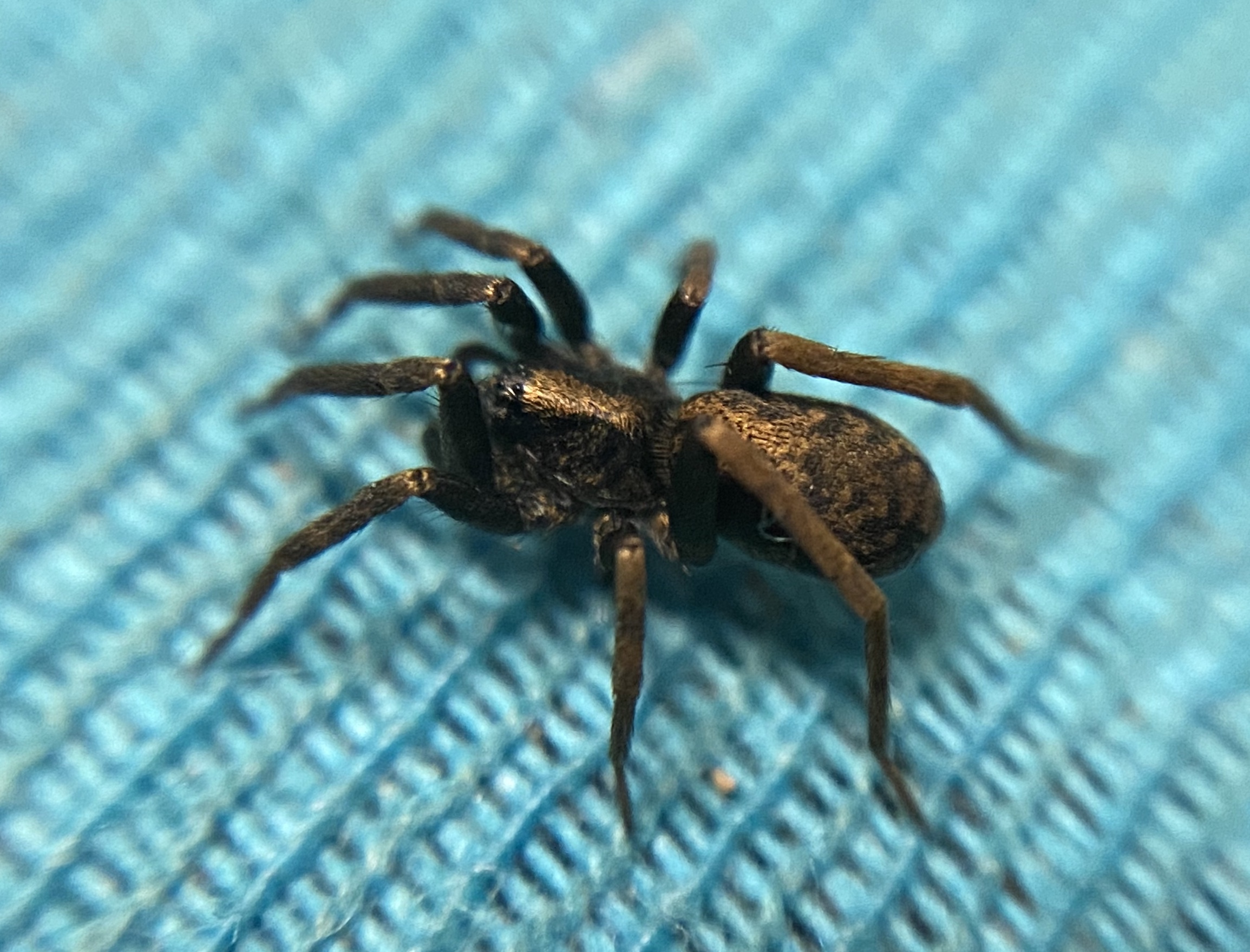 Agroeca cuprea