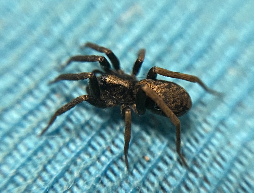 Agroeca cuprea