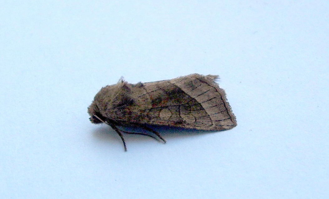 Hydraecia micacea - csillogó acsalapubagoly