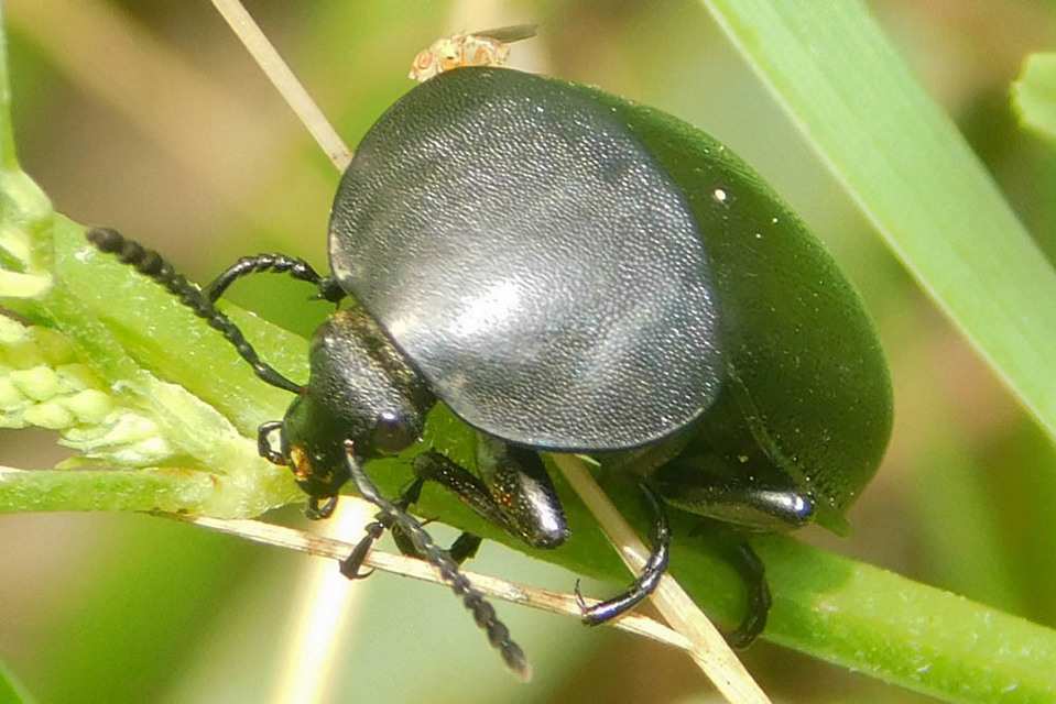 Ablattaria laevigata - sima csigarabló