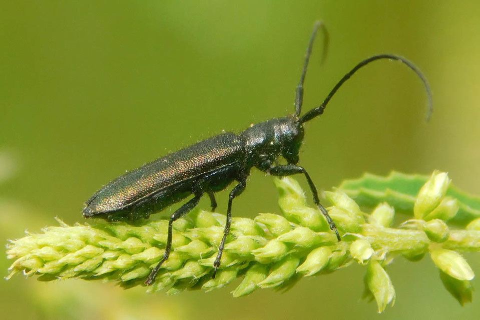 Agapanthia violacea - kék somkórócincér