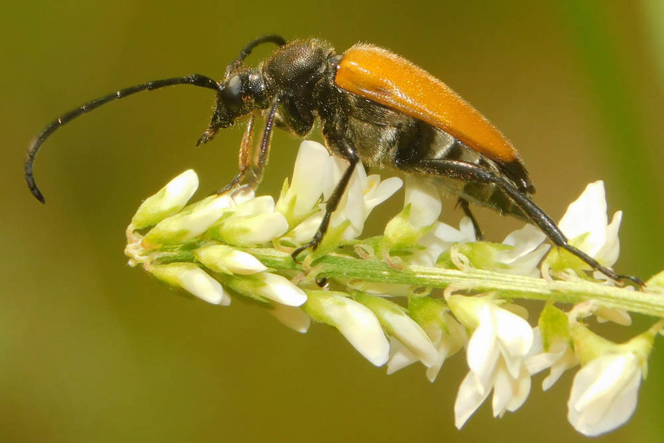 Stictoleptura fulva - vörhenyes virágcincér
