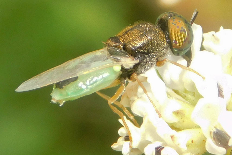 Oplodontha viridula - zöld zömöklégy
