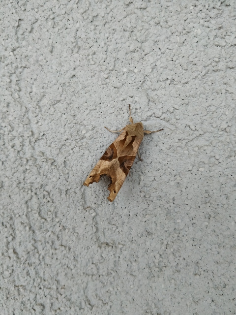 Phlogophora meticulosa - vándorló csipkésbagoly