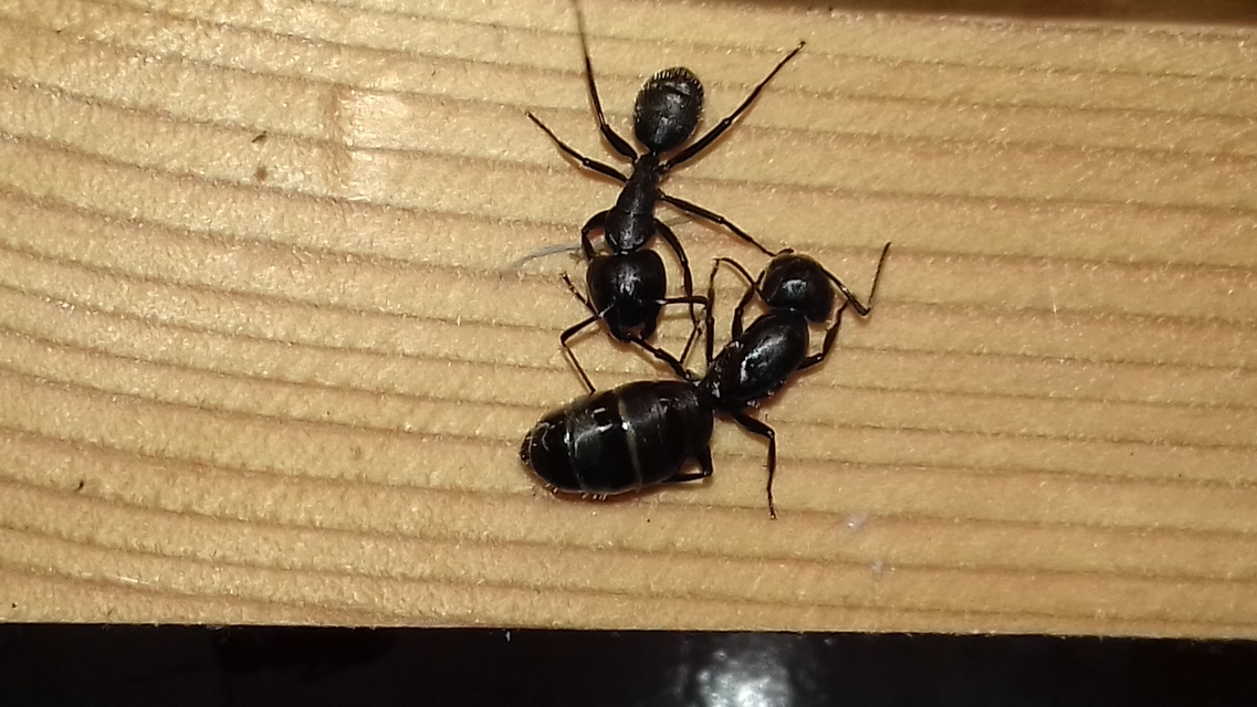 Camponotus vagus - fekete lóhangya