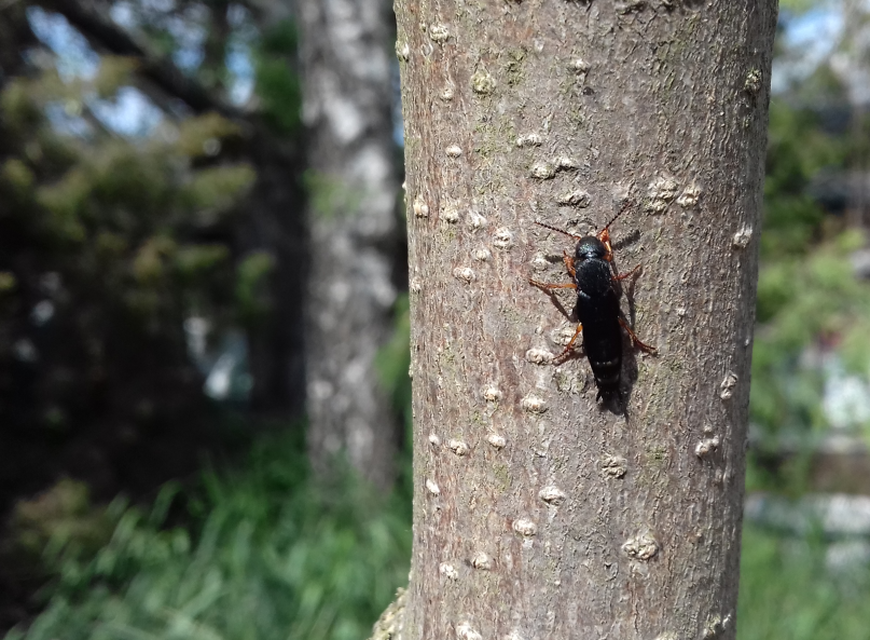Platydracus fulvipes - fémkék holyva Platydracus fulvipes - fémkék holyva