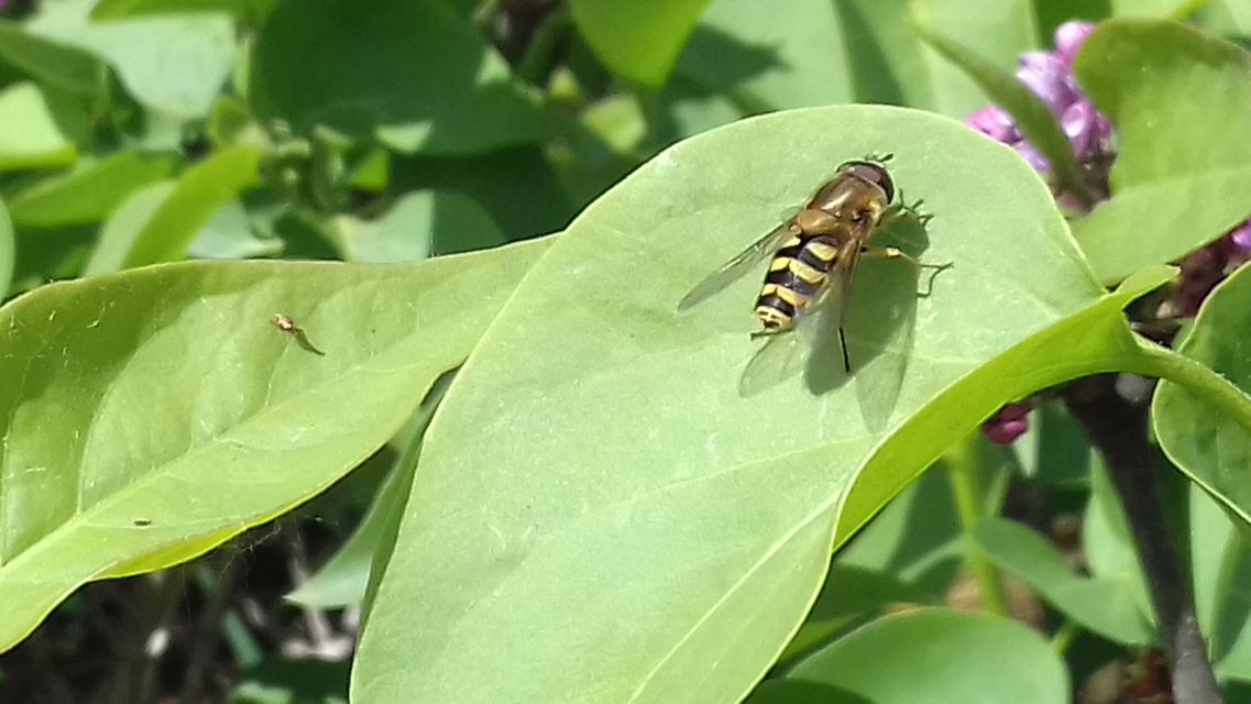 Syrphus