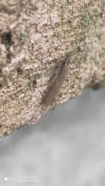 Trichocera