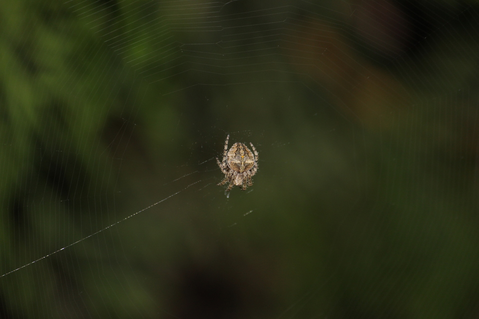 Araneus circe/angulatus