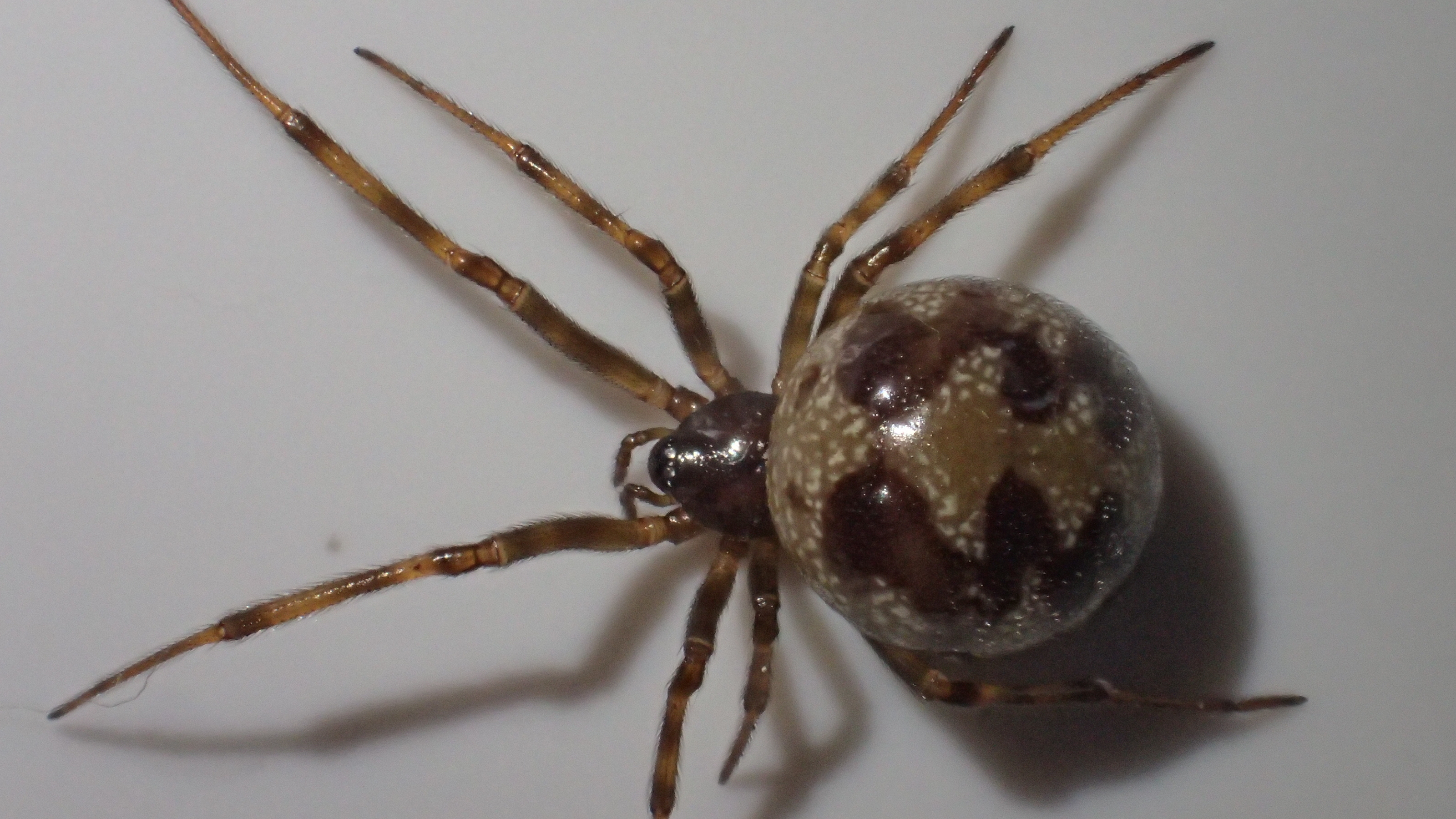 Steatoda triangulosa - háromszöges faggyúpók