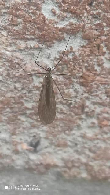 Trichocera