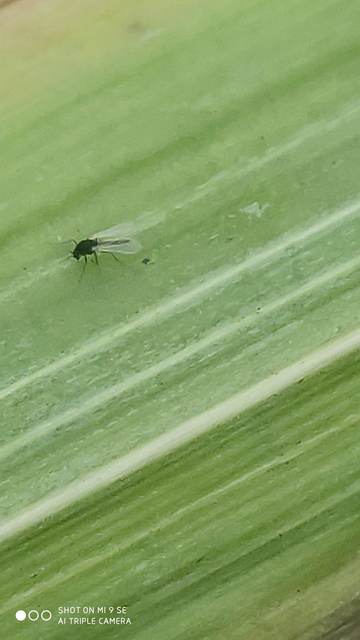 Chironomidae - árvaszúnyogok
