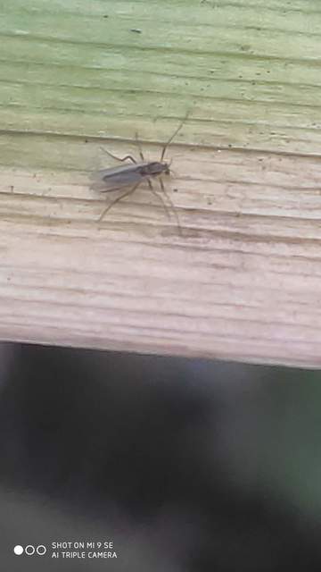 Chironomidae - árvaszúnyogok