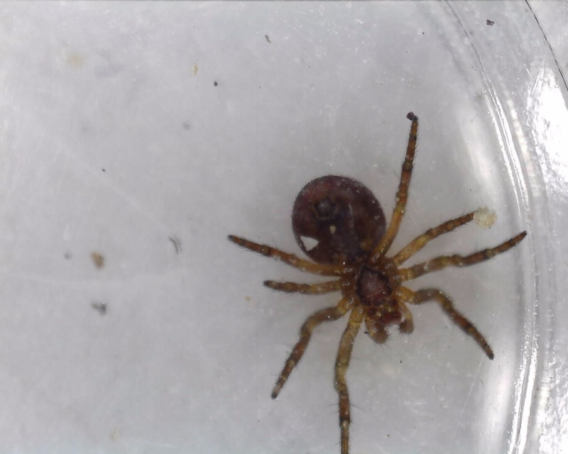 Araniella