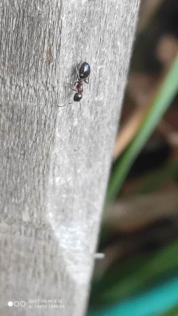 Dolichoderus quadripunctatus - négypettyes erdeihangya