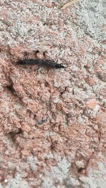 Scatopsidae - lapospotrohú muslicák