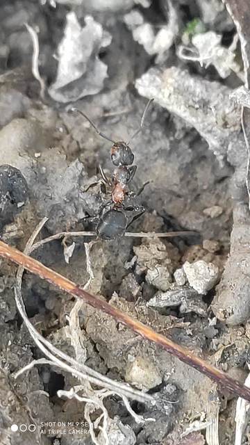Formica pratensis - réti vöröshangya
