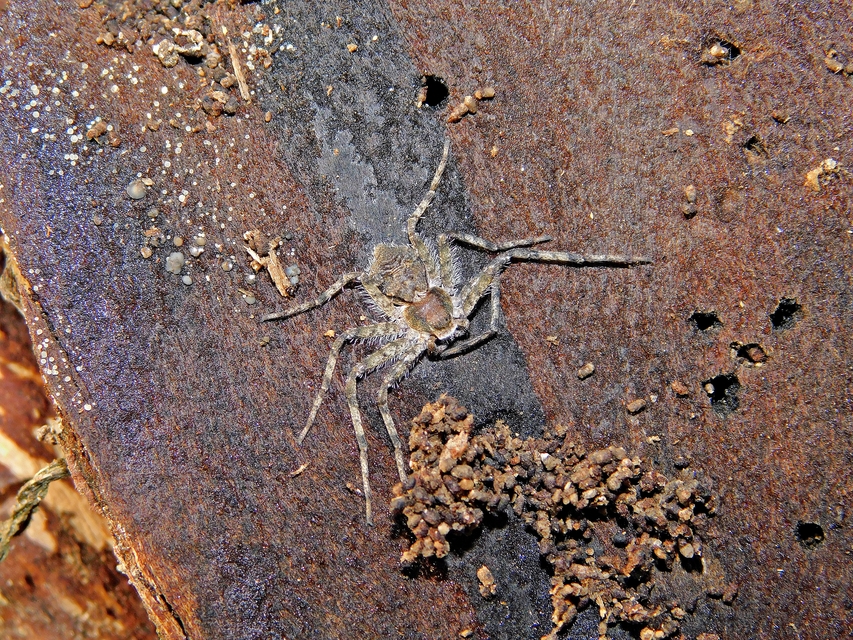 Philodromus poecilus - cifra karolópók