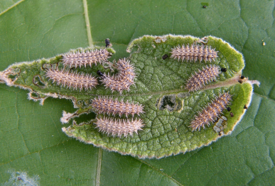 Melitaea trivia - kis tarkalepke