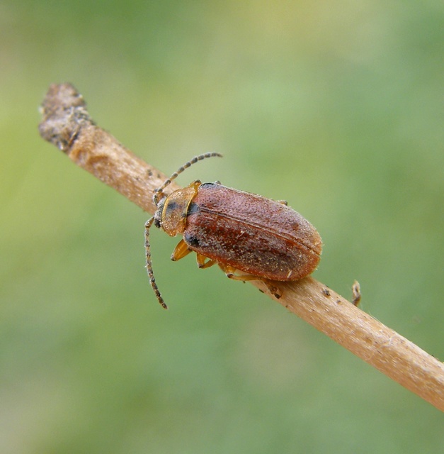 Galerucella lineola - fűz olajosbogár