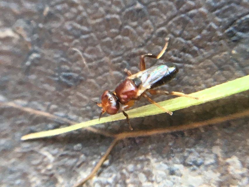 Chloropidae - gabonalegyek