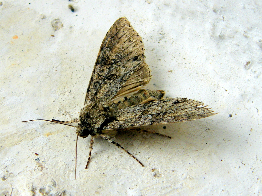 Polia nebulosa - ködfoltos bagoly