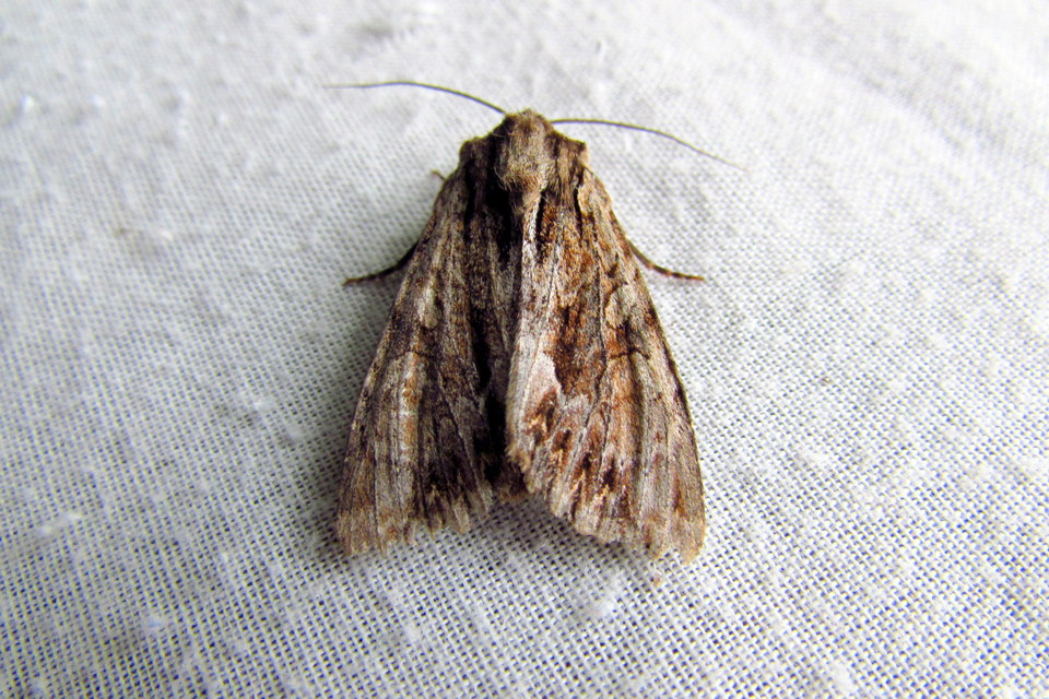 Apamea monoglypha - nagy dudvabagoly