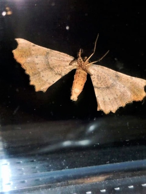 Artiora evonymaria - kecskerágó-araszoló