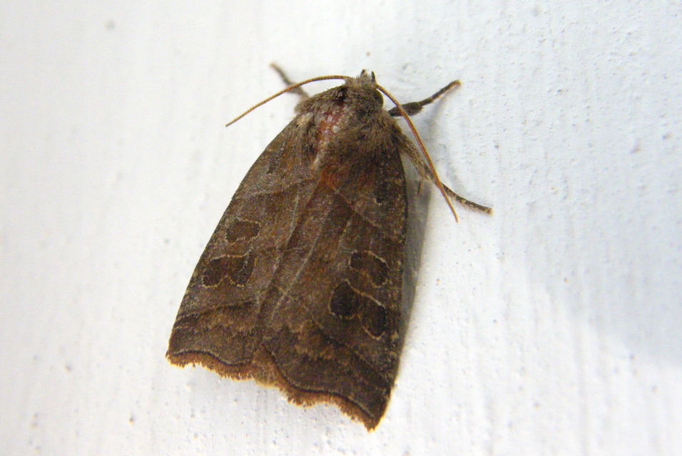 Ipimorpha retusa - sarlós fűzbagoly