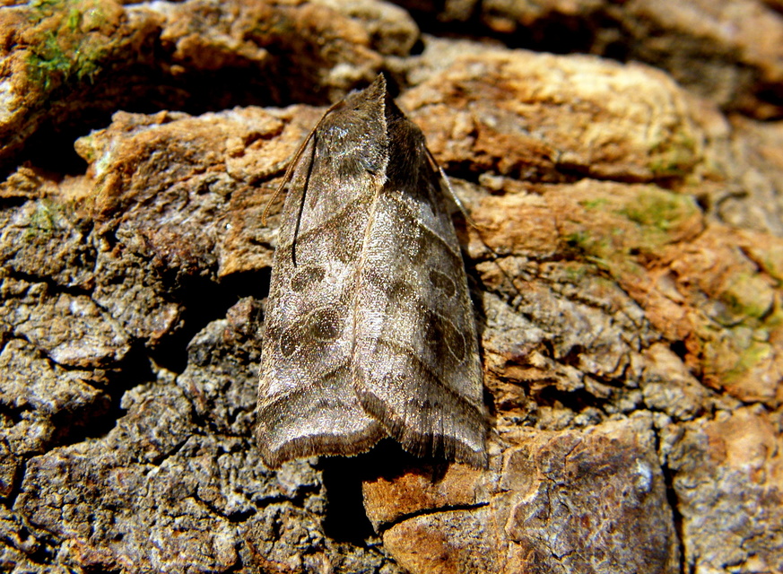 Ipimorpha retusa - sarlós fűzbagoly