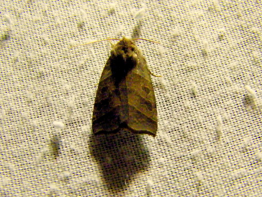 Ipimorpha retusa - sarlós fűzbagoly