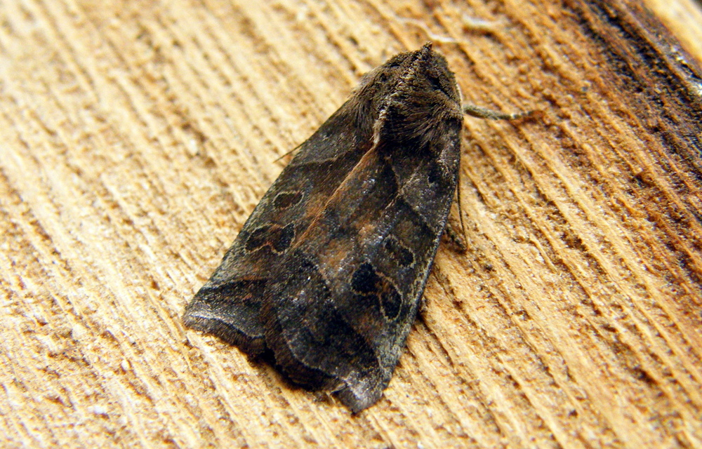 Ipimorpha retusa - sarlós fűzbagoly