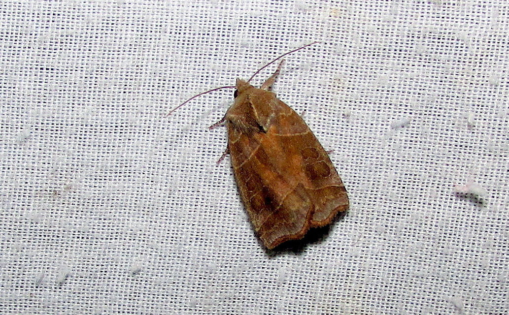 Ipimorpha retusa - sarlós fűzbagoly