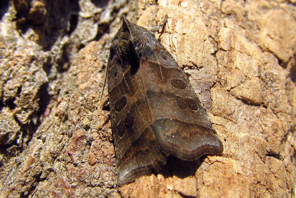 Ipimorpha retusa - sarlós fűzbagoly