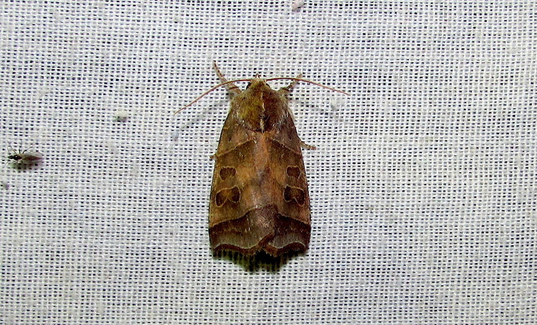 Ipimorpha retusa - sarlós fűzbagoly