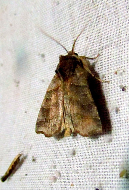 Ipimorpha retusa - sarlós fűzbagoly