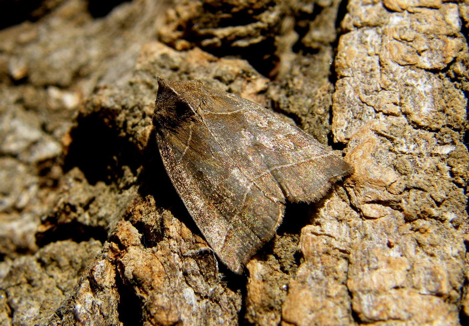 Ipimorpha retusa - sarlós fűzbagoly