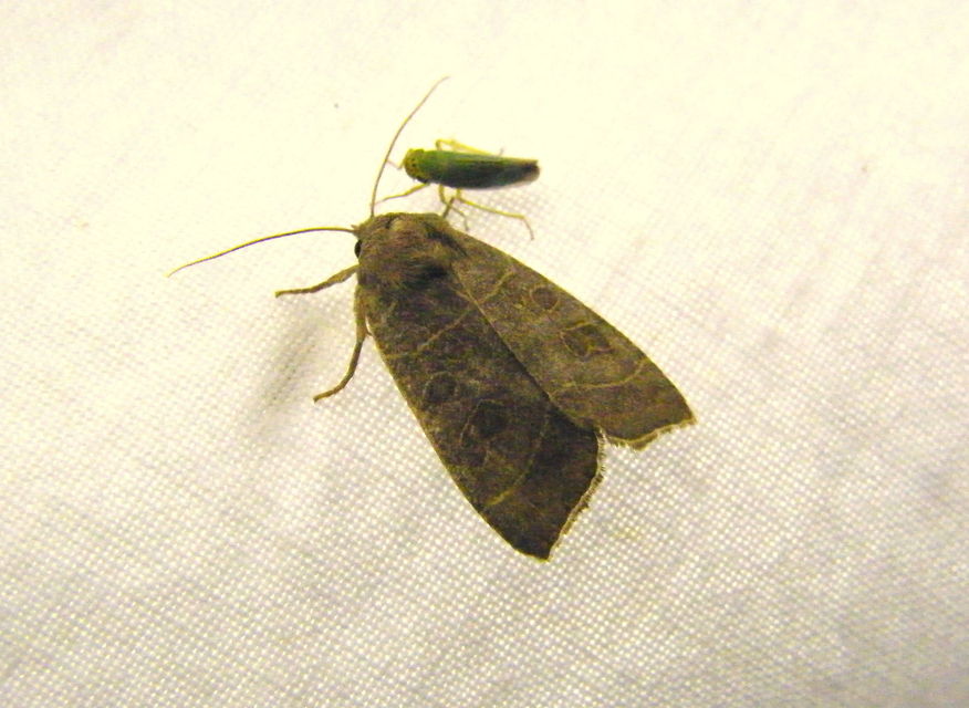 Ipimorpha subtusa - csúcsos nyárfabagoly