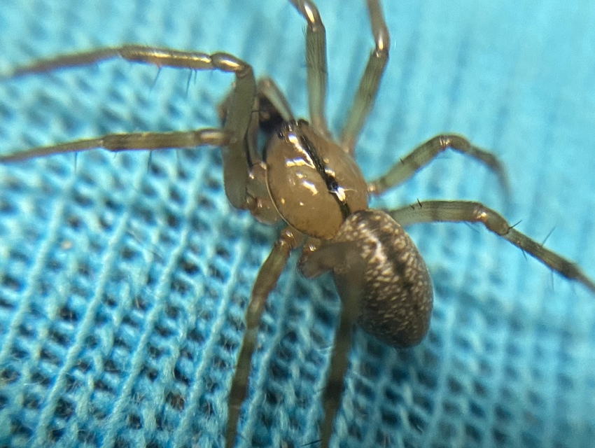 Stemonyphantes lineatus - vonalas vitorlapók