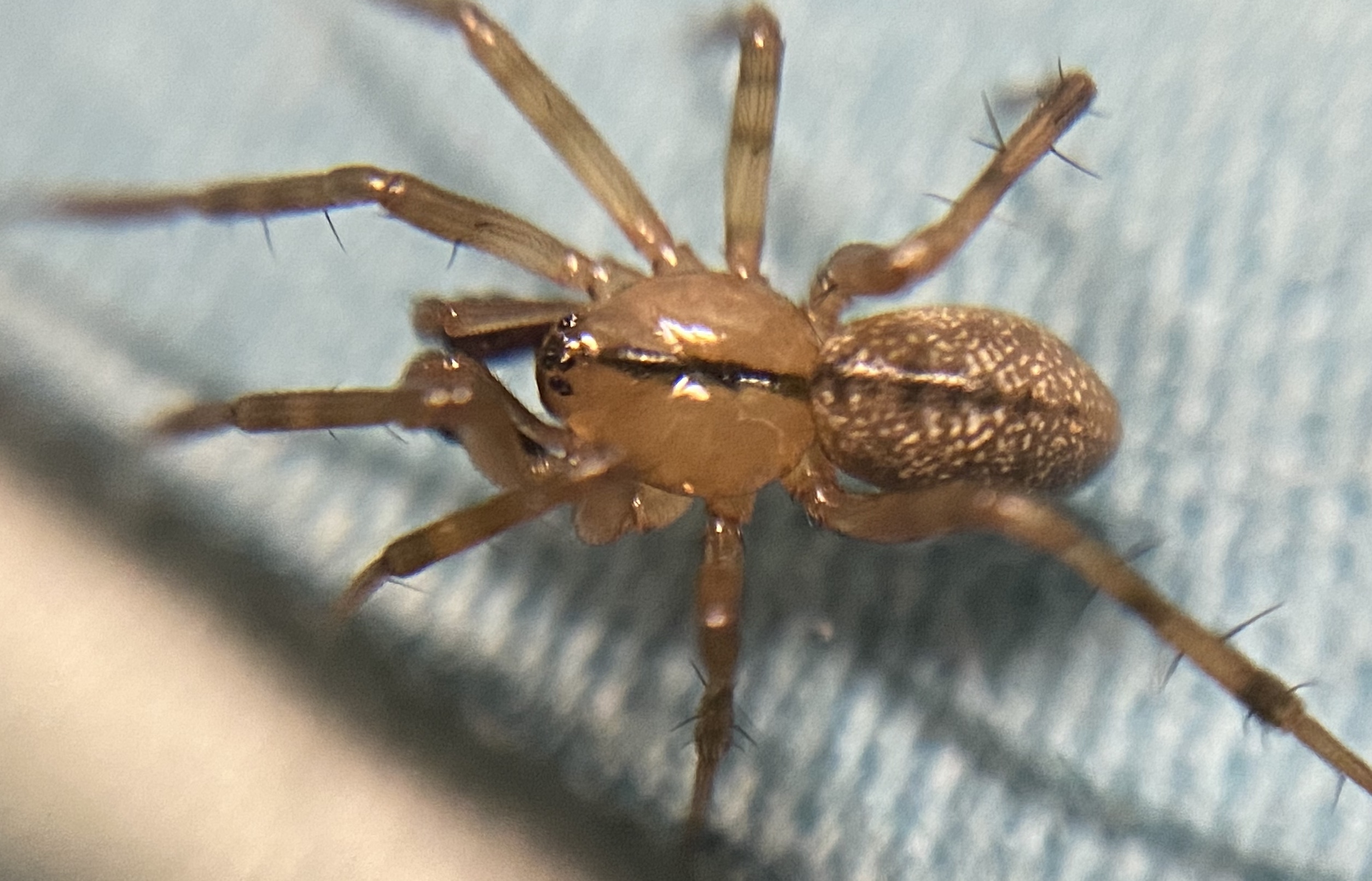 Stemonyphantes lineatus - vonalas vitorlapók