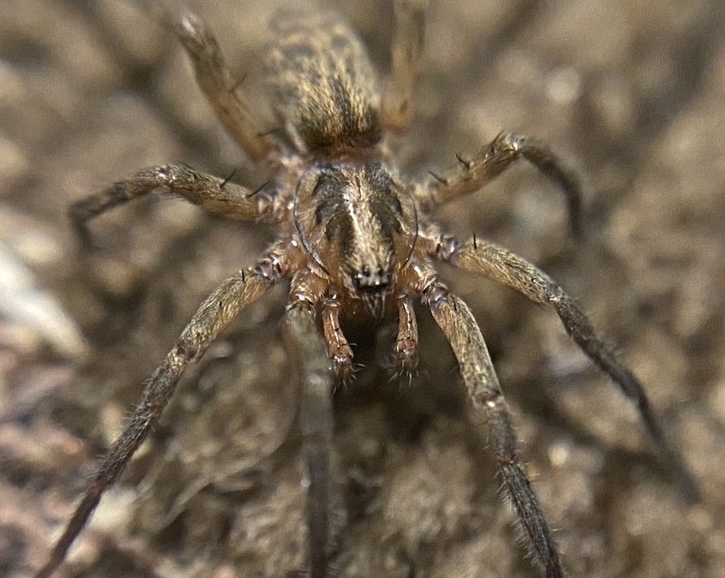 Agroeca lusatica