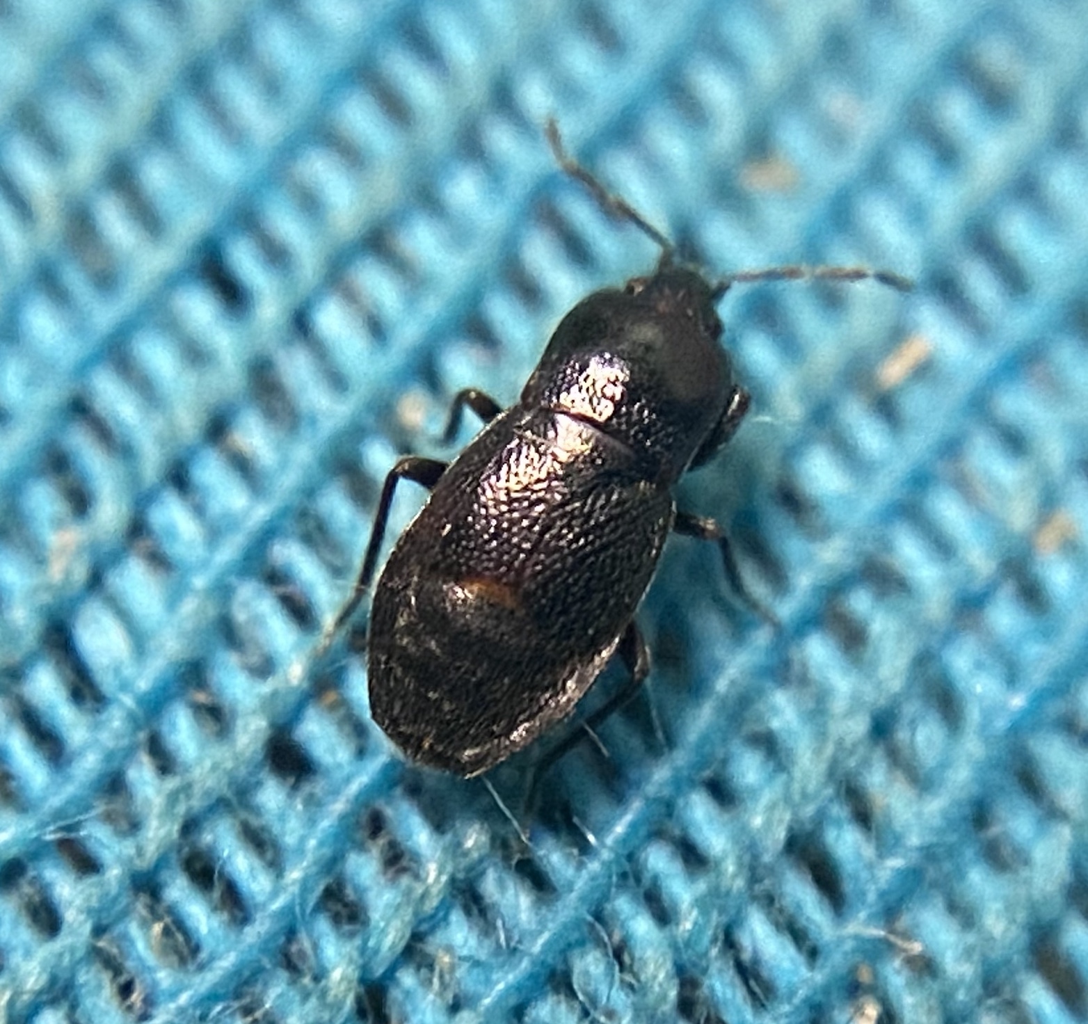 Plinthisus longicollis - magyar bodobács
