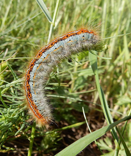 Malacosoma castrensis - kutyatejszövő