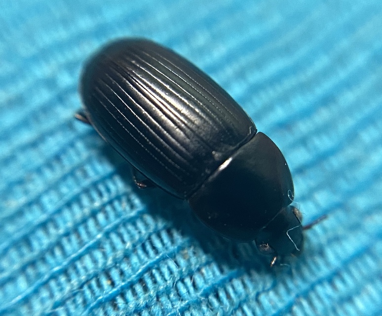 Oodes gracilis - karcsú merülőfutó