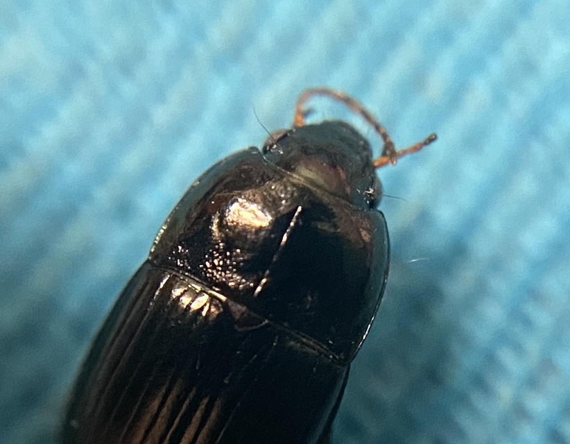 Amara littorea - berki közfutó