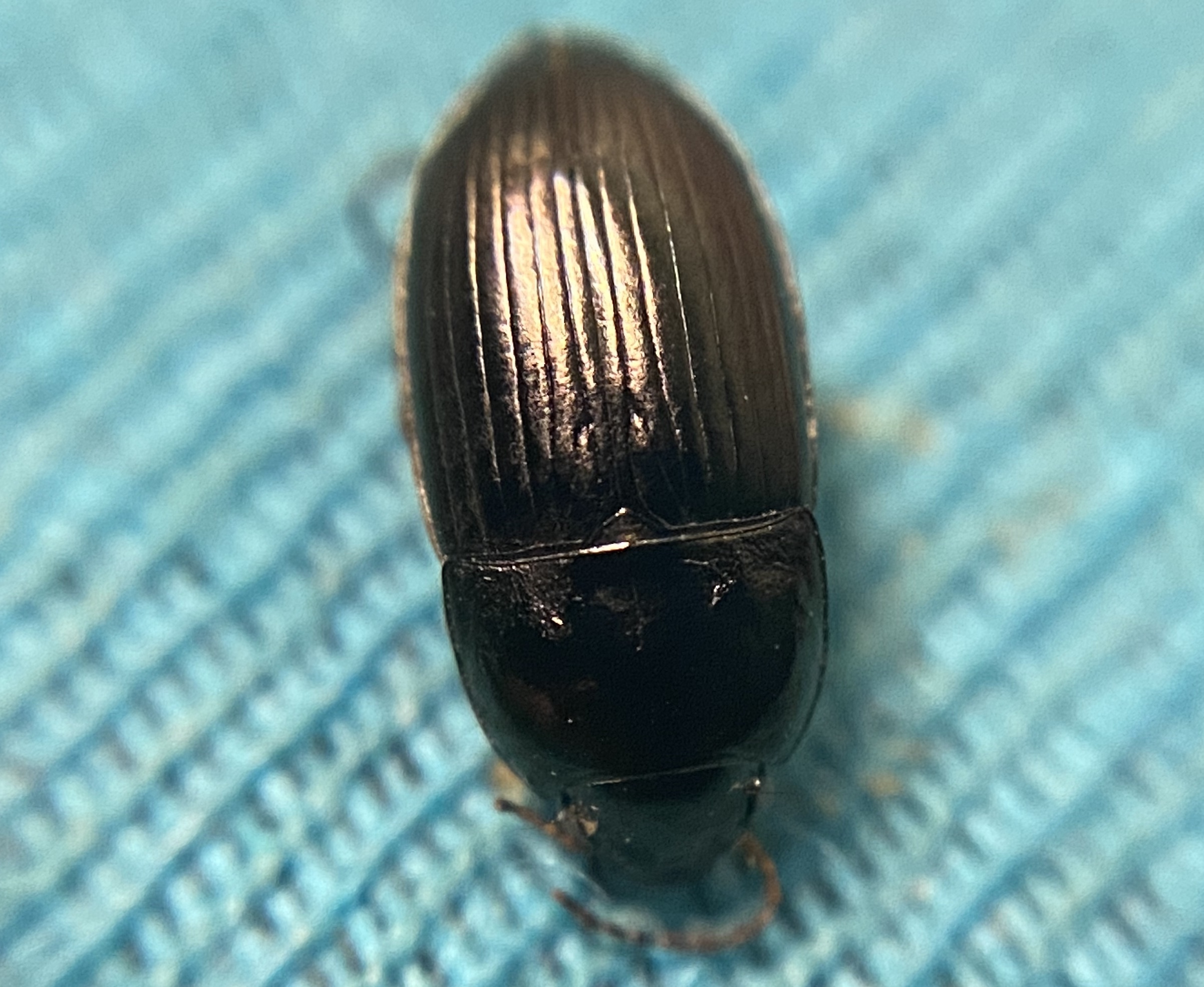 Amara littorea - berki közfutó