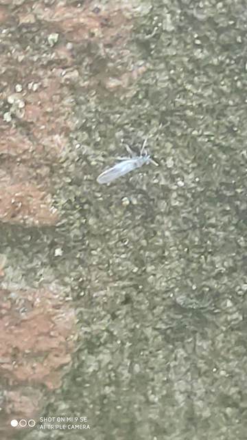 Eriosoma